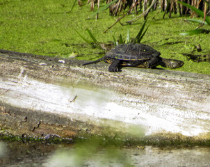 Turtle on a log in the swamp