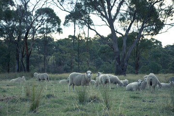 sheep in the field