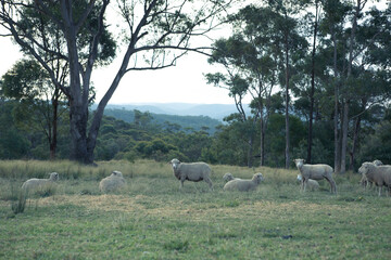 sheep in the field
