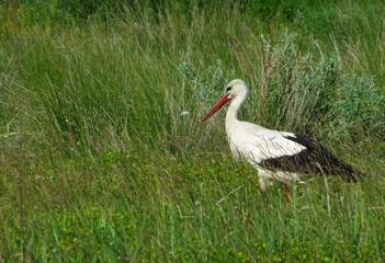 A stork walking on a green field