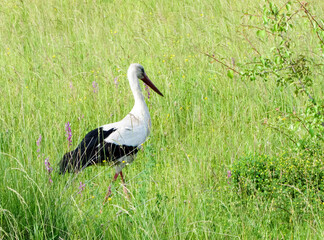 A stork walking on a green field