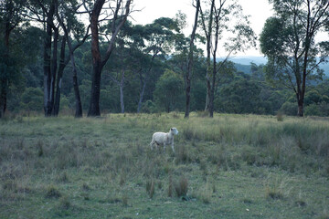 sheep in the field