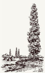 Poplar on a hill above the river. Vector drawing