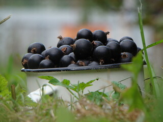 black currant