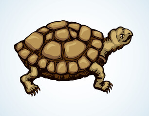 The little turtle is crawling. Vector drawing