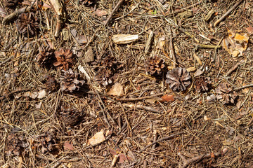 The soil surface in the forest, covered with fallen needles, leaves and twigs.