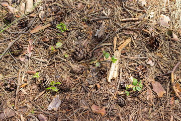The soil surface in the forest, covered with fallen needles, leaves and twigs.