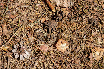 The soil surface in the forest, covered with fallen needles, leaves and twigs.