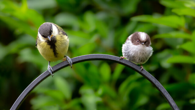 Awkward Meeting Between Great Tit And Long-tailed Tit Fledglings