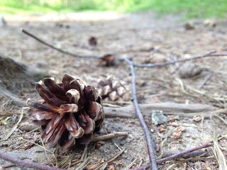 forest cone