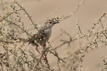 Plain Prinia in its habitat, Bahrain