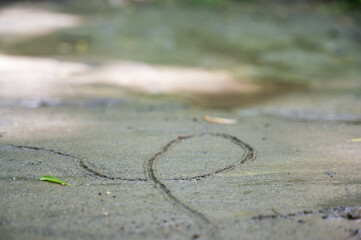 Tracks in the sand left by a clam muscle