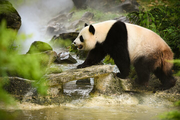 Fototapeta premium panda