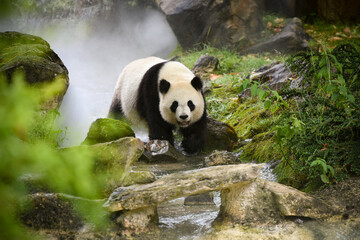 Obraz na płótnie Canvas panda