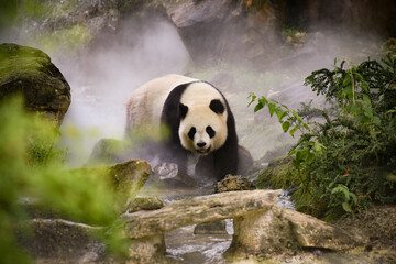 Obraz na płótnie Canvas panda