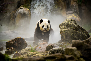 Fototapety  panda