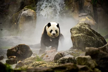 Deurstickers panda © AUFORT Jérome