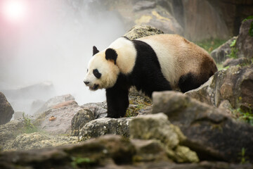 panda