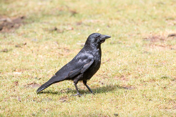 Common Raven also northern raven (in german Kolkrabe) Corvus corax