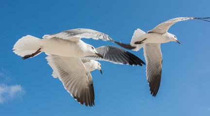 Seagulls