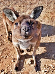 Fototapeta neugieriges Känguru obraz