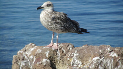 Nesebar, Bulgaria, August 2011 (53)