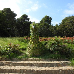 garden with flowers