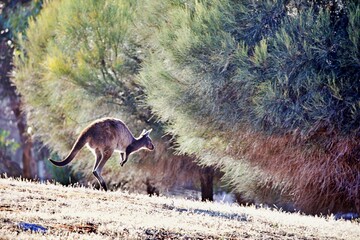 Känguru vor Bäumen