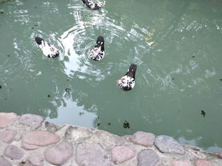 ducks in the water
