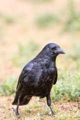 Common Raven also northern raven (in german Kolkrabe) Corvus corax