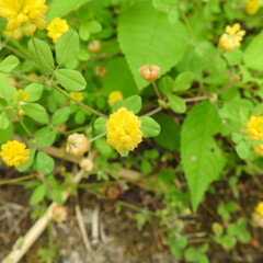 yellow flowers in the garden