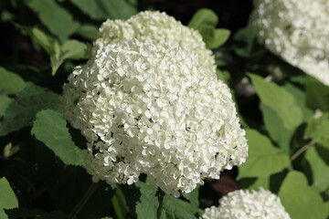 common hydrangea also hills-of-snow (in german Wald-Hortensie) Hydrangea arborescens