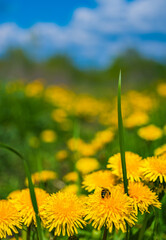Fototapeta premium Flowers of Dandelion close-up outdoors with blurred background