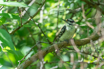 Female Downy Woodpecker