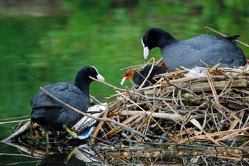 Nesting coots with chicks on the lake