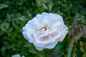 Obraz na płótnie Canvas A bush of bright white roses on an early sunny morning.