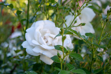 A bush of bright white roses on an early sunny morning.