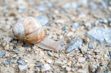 Schnecke