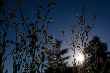 Outline of wildflowers at sunset
