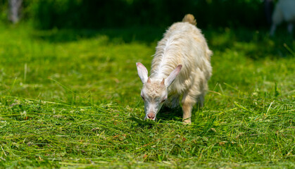 Naklejka na ściany i meble Little goats grazing in green meadow. Animals eating green grass outdoors.