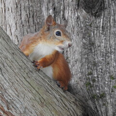 squirrel on a tree