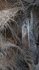 Background texture of a fibrous trunk of a palm tree close-up