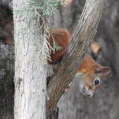 red squirrel on a tree