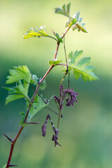 Graceful insect Empusa pennata on a  sprig waiting for prey in the meadow