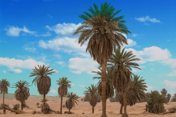Fototapeta na wymiar A picture from the desert of Algeria٫Desert palm from the state of Adrar in southern Algeria