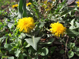 Bright yellow dandelion bloomed in a green meadow