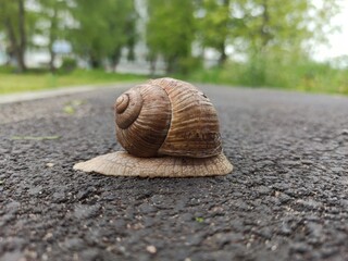 snail on the road