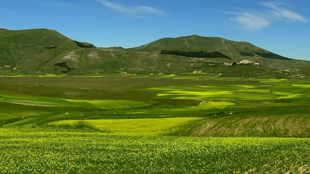 Flowering of cultivated fields in the Piano Grande of Castelluccio di Norcia, among Sibillini mountains (21 June 2020), with village on the hill and Italian-shaped forest. High quality 4k footage.