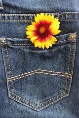 flower of jeans