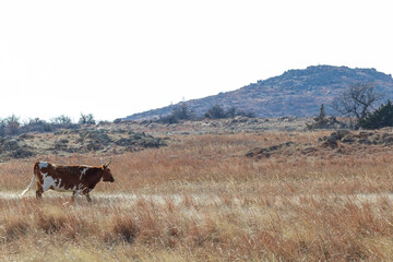 horse in the mountains